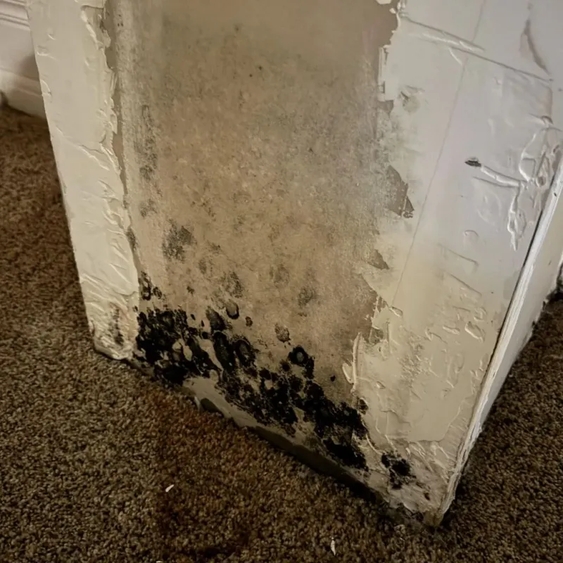 Professional Mold Removal in Stuttgart, AR